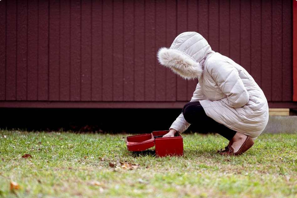 Household Pests That Can Cause Issues in St Louis Homes Year-Round