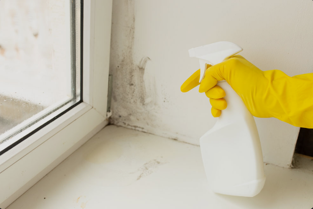 Will Alcohol Kill Mold? What to Know Before Using It